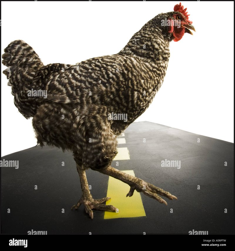 Chicken road 2, chicken road 2 casino